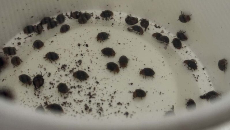 Patatesle Üretilen Faydalı Böcekler: Ekonomik ve Çevreci Çözüm