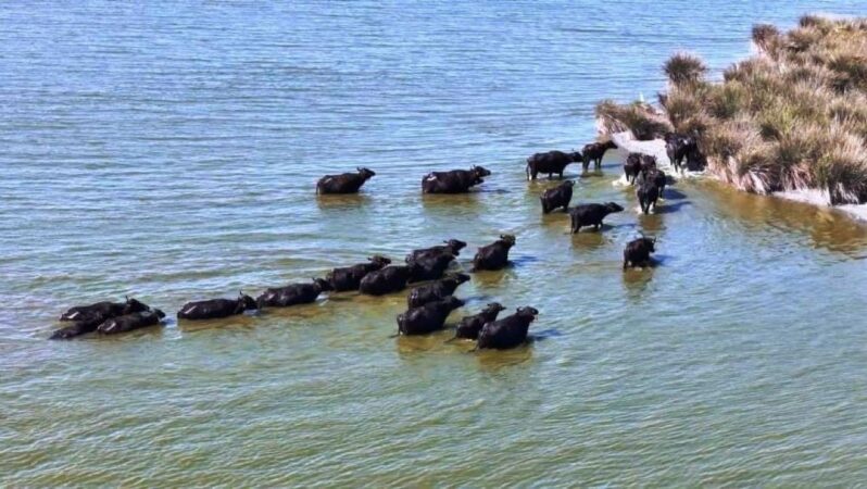 Türkiye’de Manda Popülasyonu Son 30 Yılda Yüzde 53 Azaldı