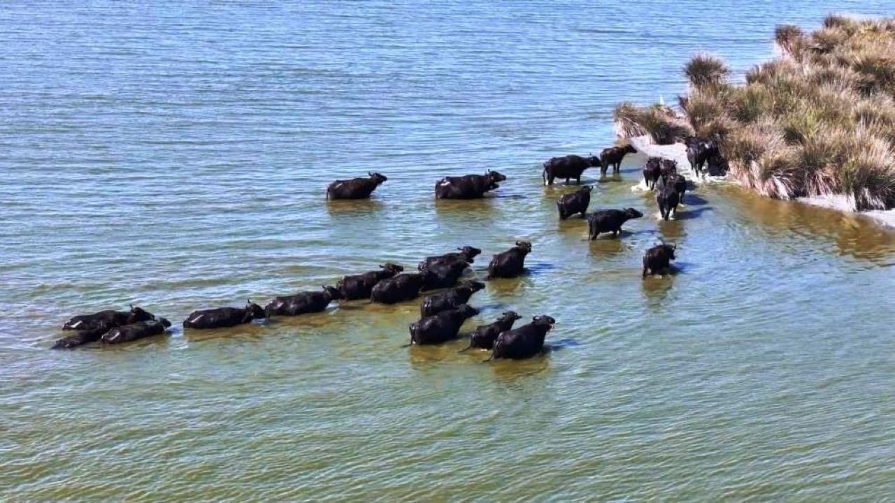 Türkiye’de Manda Popülasyonu Son 30 Yılda Yüzde 53 Azaldı