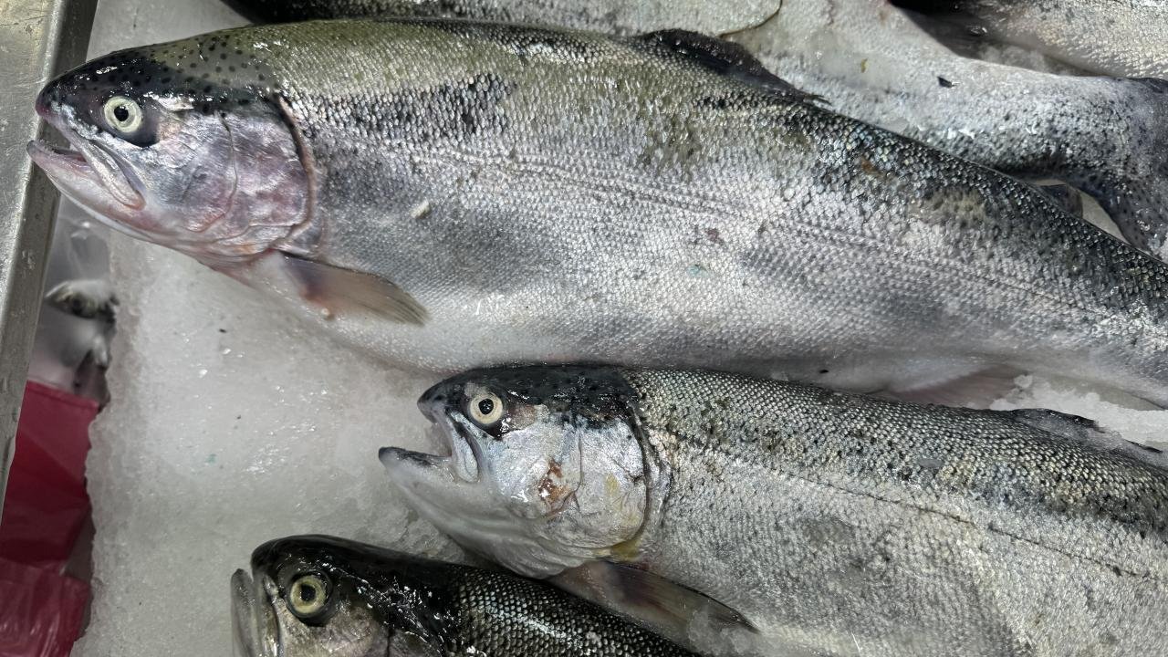 Türk Somonu İhracatında Hedef 1 Milyar Dolar