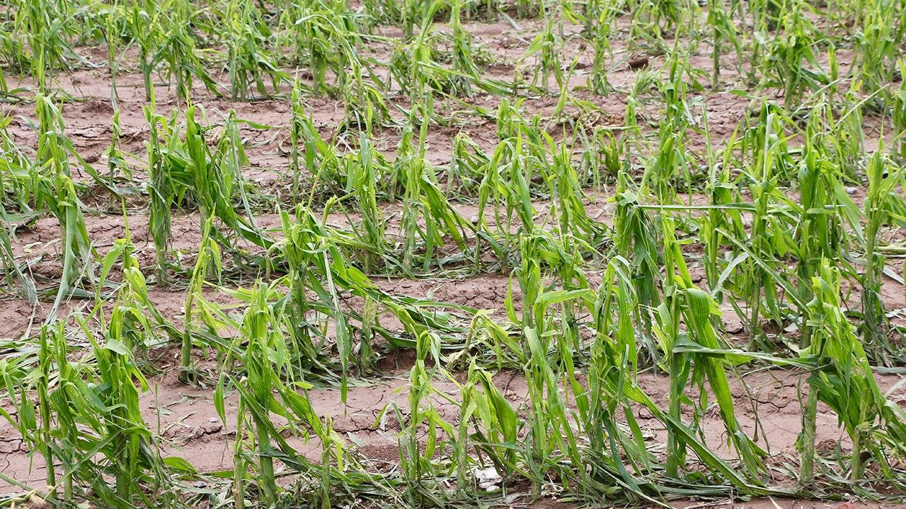 TARSİM ile Teminat Altına Alınan Yeni Ürün ve Riskler Açıklandı