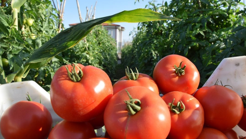 Domates Aşısı ile Virüslere Karşı Yenilikçi Çözüm