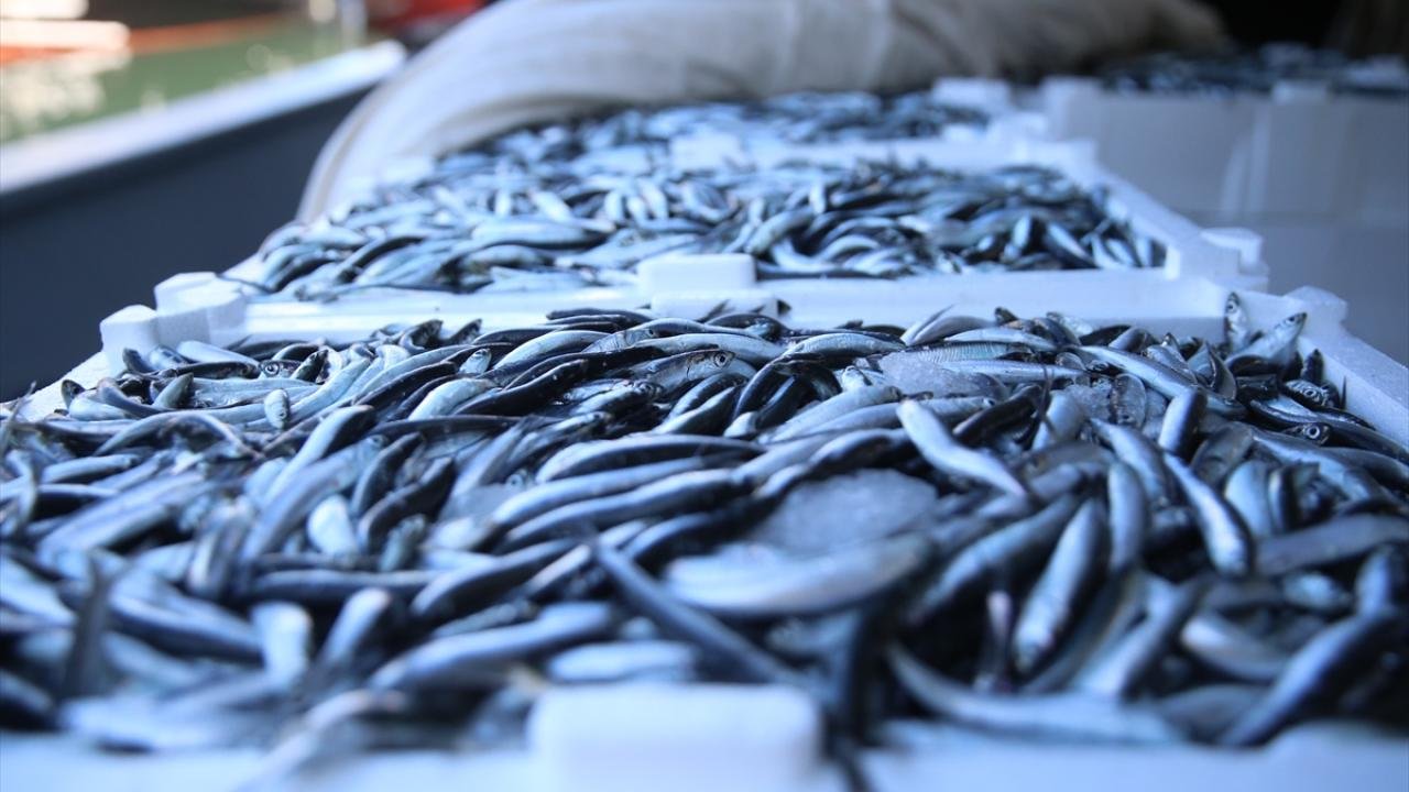 Türkiye’de Balık Üretiminde Tarihi Rekor: 2025’te 1 Milyon Ton Üretim