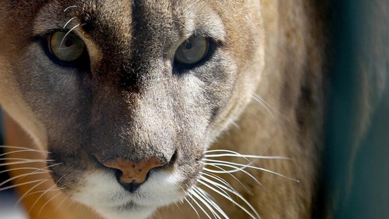 Colorado’da Puma Saldırısı: Bir Kadın Hayatını Kaybetti