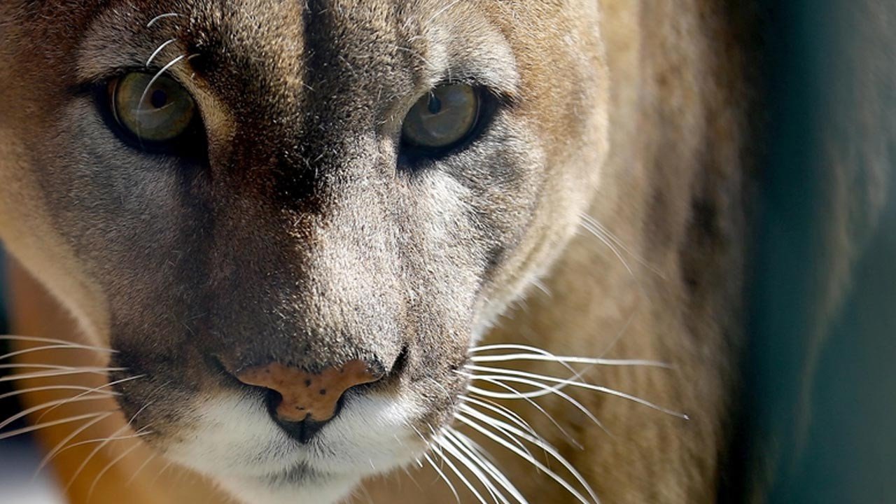 Colorado’da Puma Saldırısı: Bir Kadın Hayatını Kaybetti