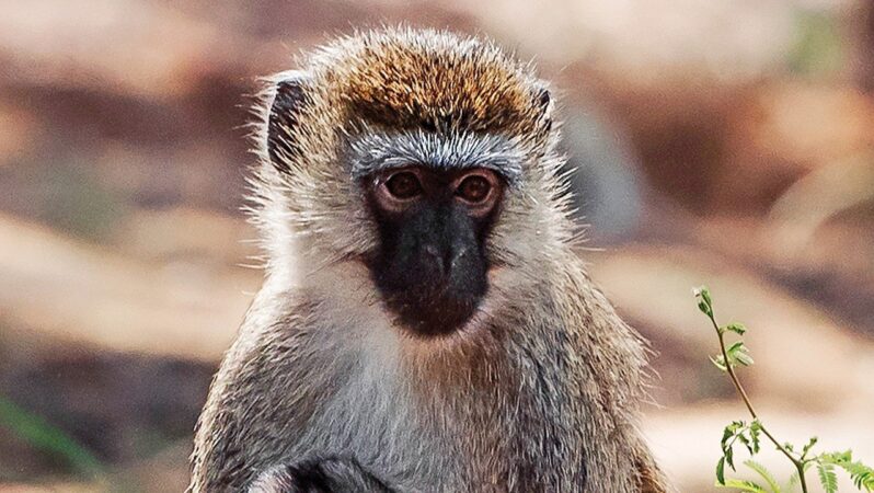 Dünya Biyolojik Çeşitliliği: Keşif Hızı Rekor Kırıyor