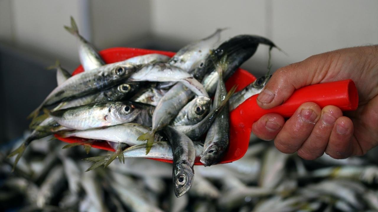 TÜİK Verilerine Göre Fiyatı En Çok Artan ve Düşen Ürünler Açıklandı