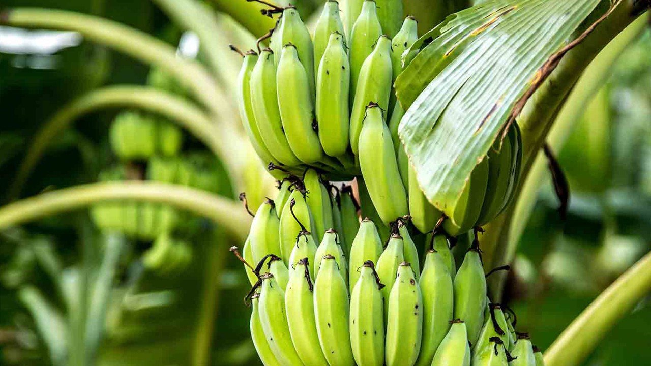 Muz Üretiminde Düşüş, İthalatta Patlama: Ekonomik Etkileri Neler?