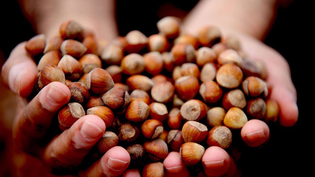 Düzce Fındık İhracatı 2025’te Düşüş Gösterdi