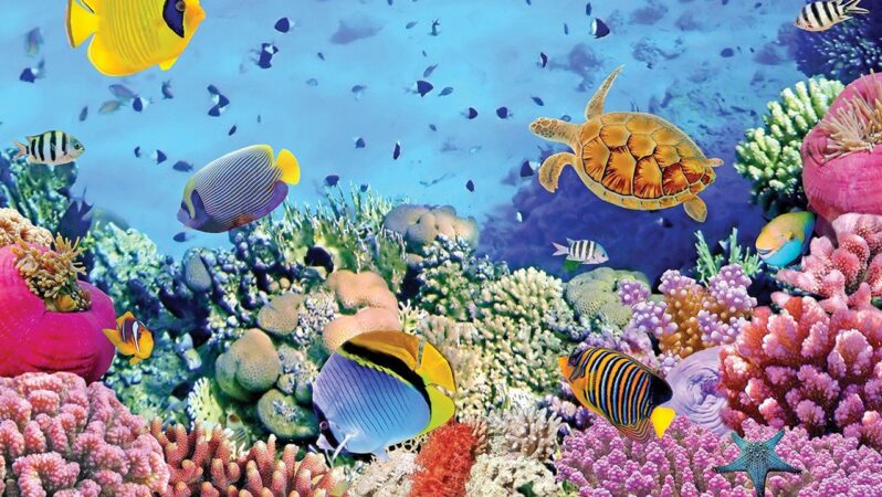 Yoksul Ülkeler için Mercan Resiflerinden Umut Doğuyor