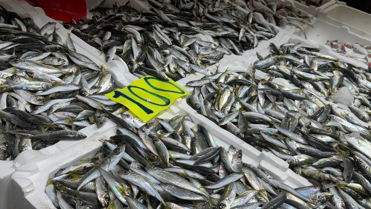 Zonguldak’ta İstavrit Fiyatları Yükseldi: Hamsi Uyarısı