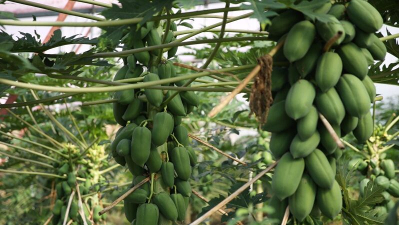 Antalya’da Tropikal Meyve Üretimi Artıyor: 8 Yeni Çeşit Tescillendi