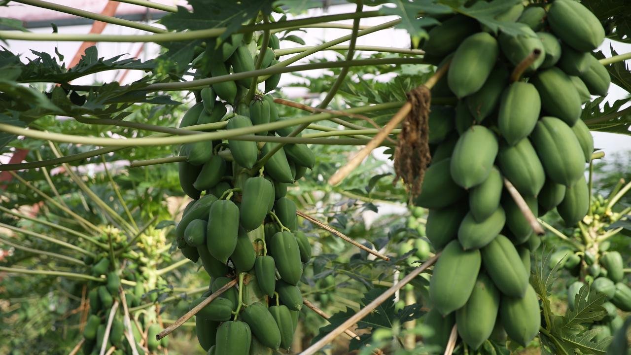 Antalya’da Tropikal Meyve Üretimi Artıyor: 8 Yeni Çeşit Tescillendi