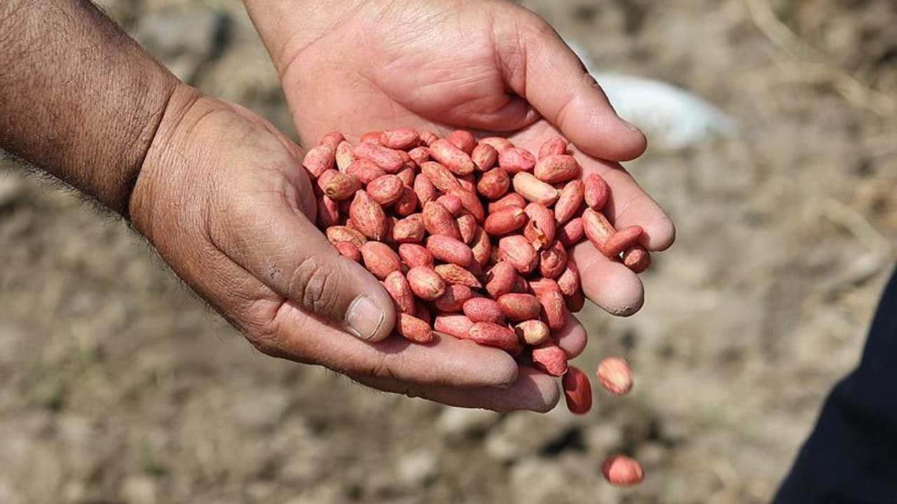 “Fıstıkta ithalat kapısı kapatılsın” talebi