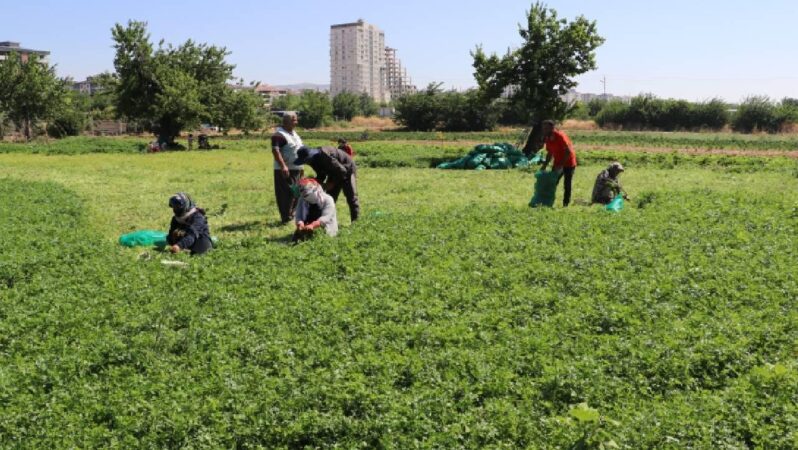 IPARDIII programında 214 projeye 1,7 milyar lira hibe