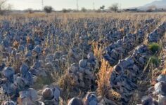 Tarlada 5 lira, pazarda 80 lira: Hepsi tarlada kaldı