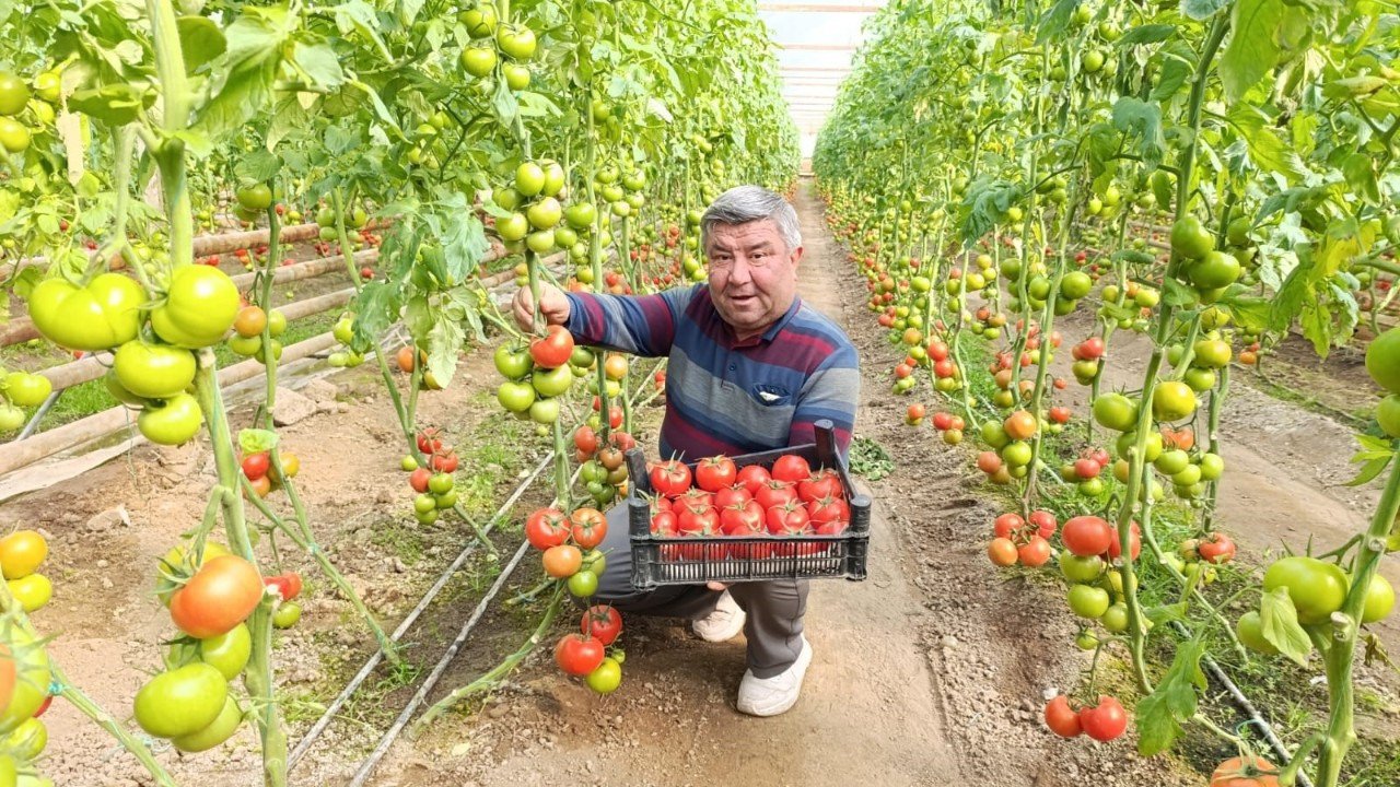 Jeotermal sıcak suyla yetişiyor: Doğal üretimle pazarda öne çıkıy