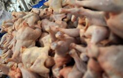 Van’da halk sağlığını tehdit eden 200 belgesiz tavuk ele geçirild