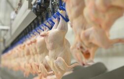 Son dakika: Tavuk ihracatı durduruldu