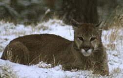 Patagonya’da ekosistem krizi derinleşiyor: Pumalar geri döndü, pe