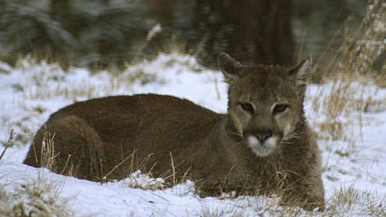 Patagonya’da ekosistem krizi derinleşiyor: Pumalar geri döndü, pe