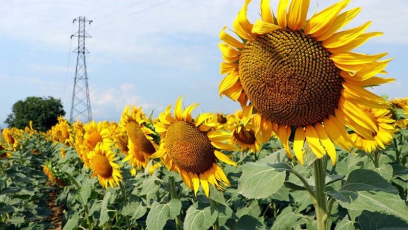 Ayçiçeği atığıyla gıda devrimi