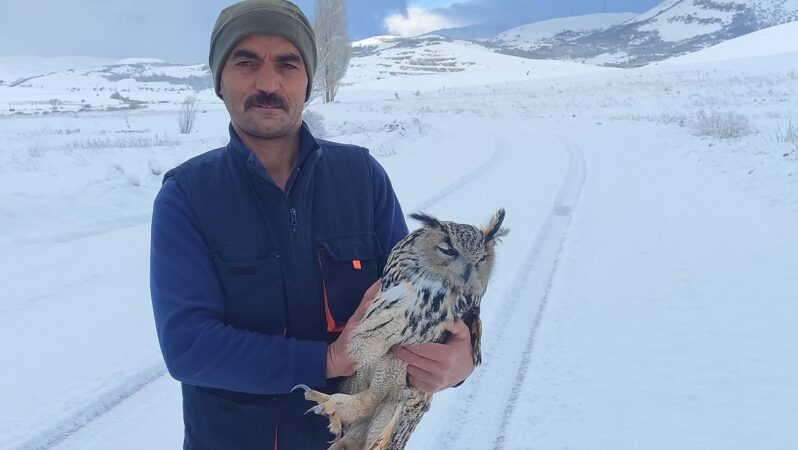 Bayburt’ta kuduz olduğunu anlayan Puhu kuşu intihar etti