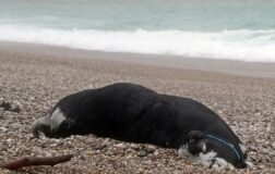Fırtına Antalya’yı vurdu: Konyaaltı Sahili’nde ölü boğa bulundu