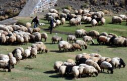 Aksaray’da küçükbaş hayvancılığa dev destek