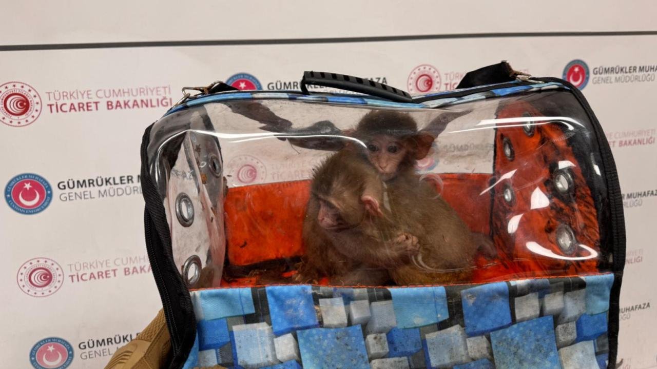 Ticaret Bakanlığı ekipleri 85 binden fazla canlı hayvan ele geçir