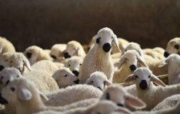 Aksaray’da küçükbaş hayvancılığa finansman desteği