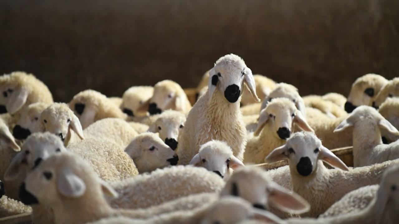 Aksaray’da küçükbaş hayvancılığa finansman desteği