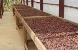 Türkiye’den kakao ihracatında rekor