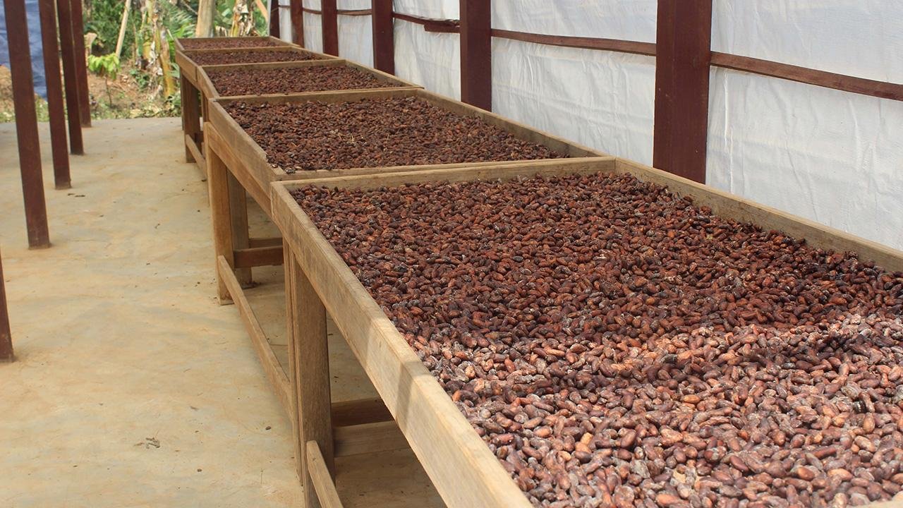 Türkiye’den kakao ihracatında rekor