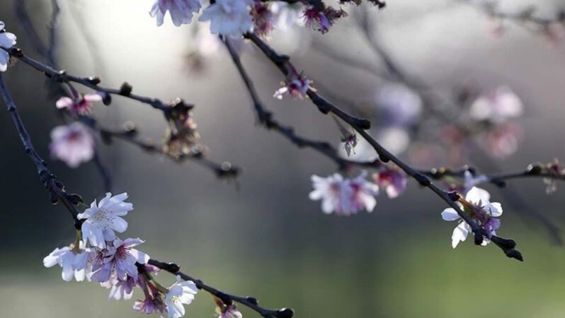 Cemre düştü mü? İlk cemre ne zaman, nereye düşecek?