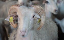 2026 Kurban Bayramı ne zaman, hangi güne denk geliyor?