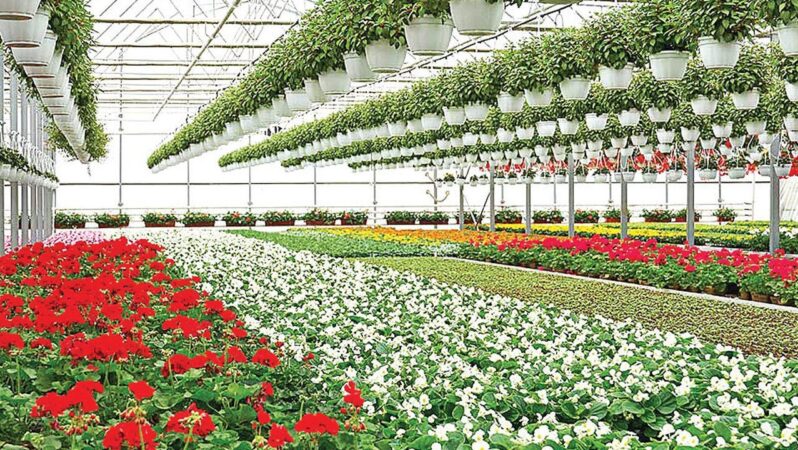 Mersin tarımında yeni hedef süs bitkileri OSB