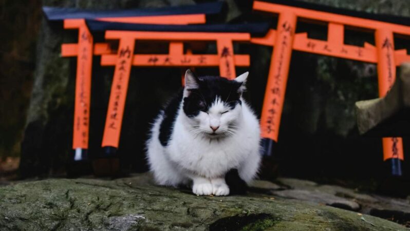 Japonya’da 20 milyar dolarlık ‘Kedi Günü’