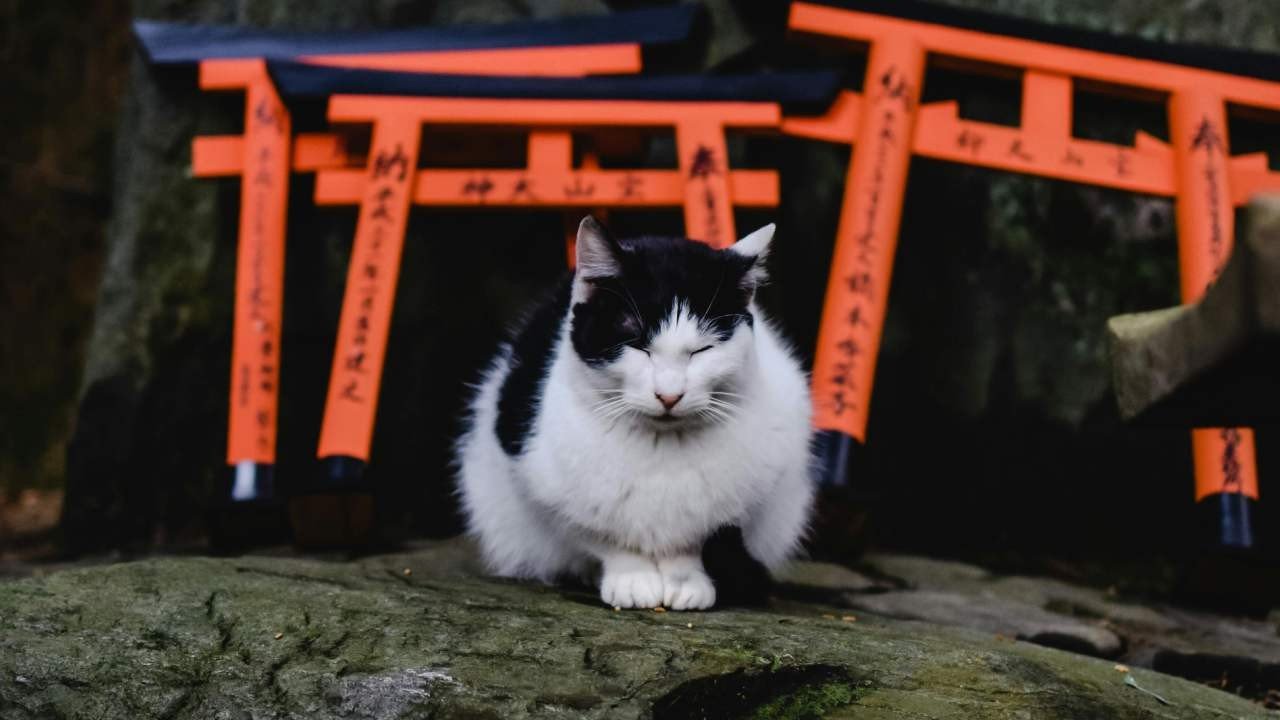 Japonya’da 20 milyar dolarlık ‘Kedi Günü’