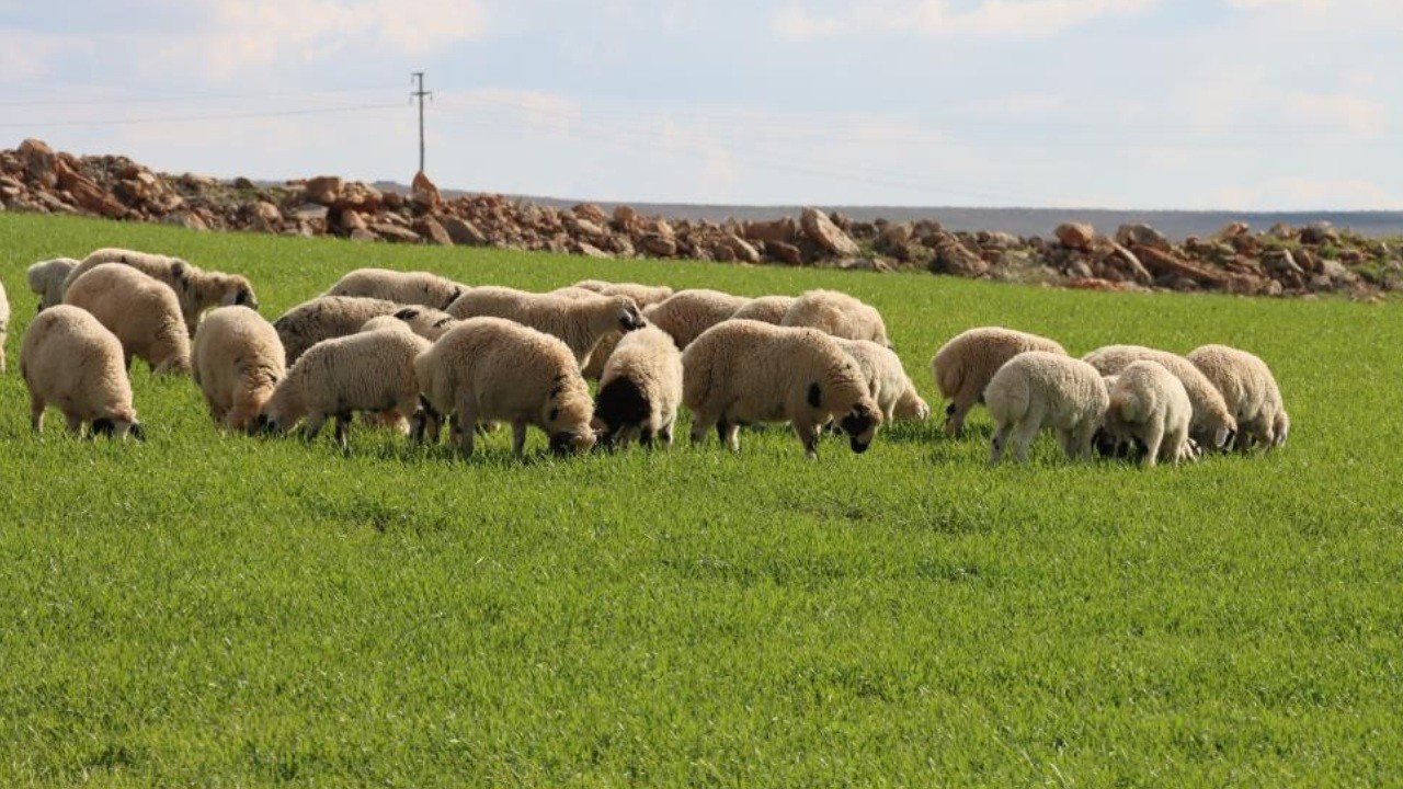 Şanlıurfa’da kar yağışı kurak toprağı canlandırdı: Hayvancılık ye