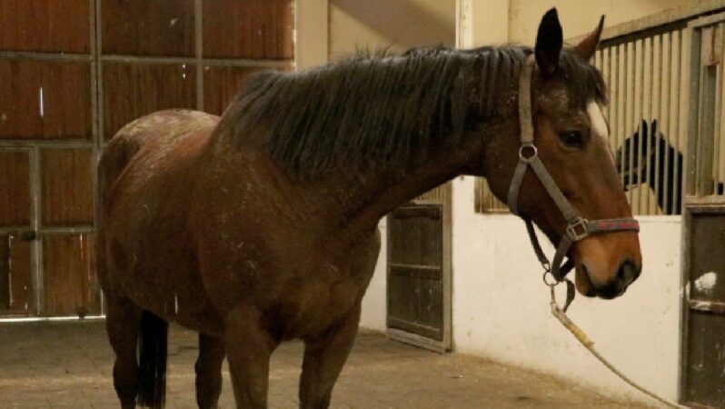 TMSF’den satılık İngiliz kısrağı ve dişi tay