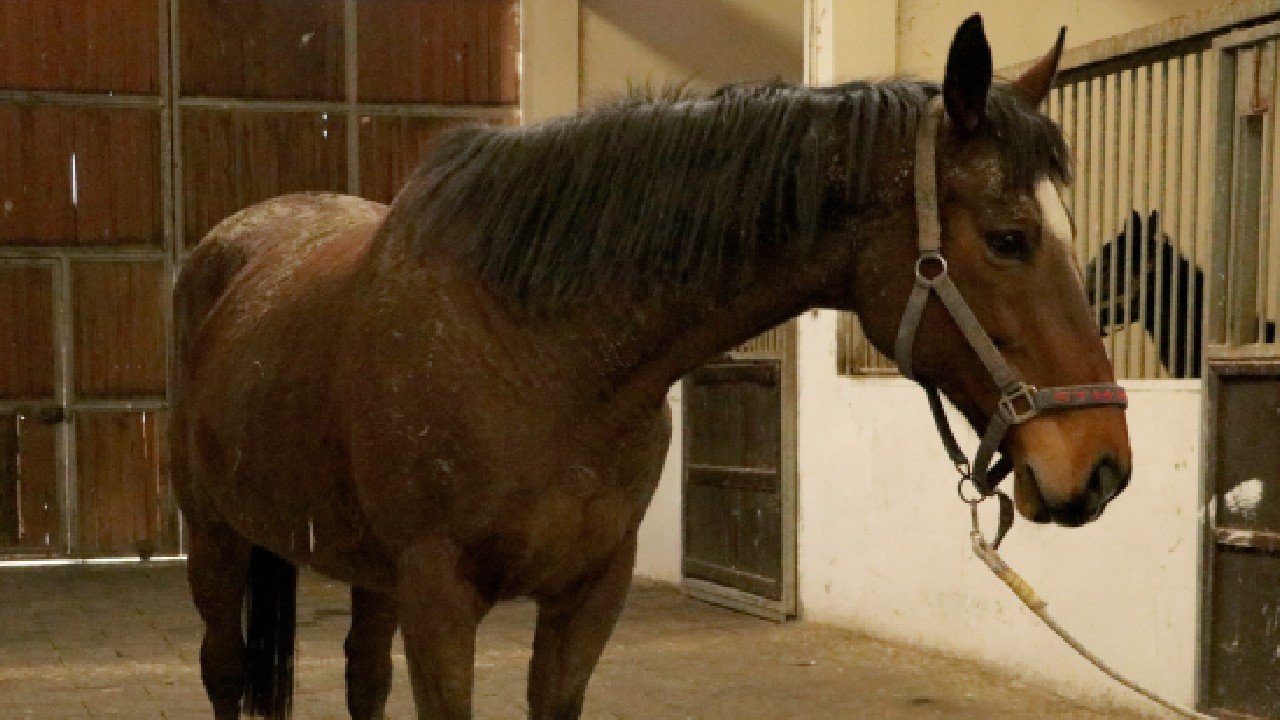 TMSF’den satılık İngiliz kısrağı ve dişi tay